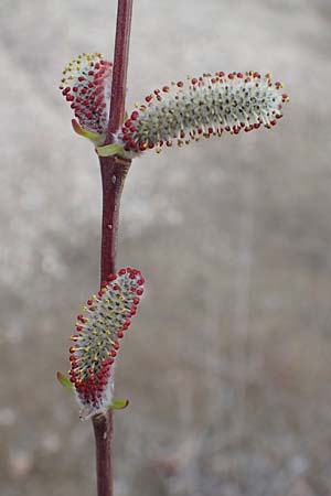 Salix purpurea \ Purpur-Weide / Purple Willow, D Pfalz, Speyer 6.3.2019