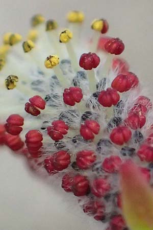 Salix purpurea \ Purpur-Weide / Purple Willow, D Pfalz, Speyer 6.3.2019