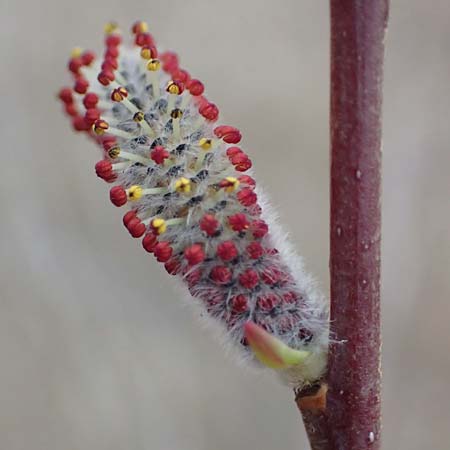 Salix purpurea \ Purpur-Weide / Purple Willow, D Pfalz, Speyer 6.3.2019