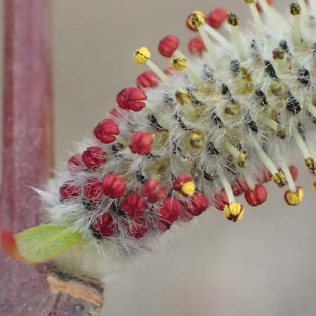 Salix purpurea \ Purpur-Weide / Purple Willow, D Pfalz, Speyer 6.3.2019