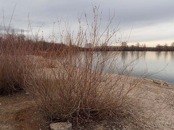 Salix purpurea \ Purpur-Weide / Purple Willow, D Pfalz, Speyer 6.3.2019