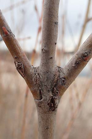 Salix purpurea \ Purpur-Weide / Purple Willow, D Pfalz, Speyer 6.3.2019
