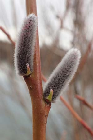 Salix purpurea \ Purpur-Weide / Purple Willow, D Pfalz, Speyer 6.3.2019