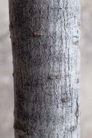 Salix purpurea \ Purpur-Weide / Purple Willow, D Pfalz, Speyer 6.3.2019