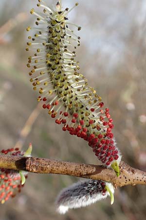 Salix purpurea \ Purpur-Weide / Purple Willow, D R&ouml;merberg 13.3.2019