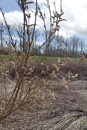 Salix purpurea \ Purpur-Weide / Purple Willow, D R&ouml;merberg 13.3.2019