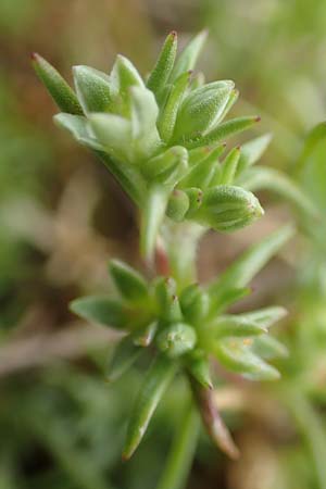 Scleranthus polycarpos \ Triften-Kn�uelkraut / German Knotweed, D Hockenheim 12.4.2019