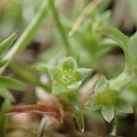 Scleranthus polycarpos \ Triften-Kn�uelkraut / German Knotweed, D Hockenheim 12.4.2019