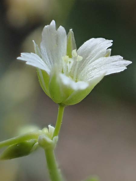 Holosteum umbellatum \ Spurre / Jagged Chickweed, D Viernheim 7.4.2020