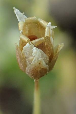 Holosteum umbellatum \ Spurre / Jagged Chickweed, D Viernheim 7.4.2020