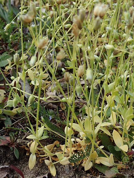 Holosteum umbellatum \ Spurre / Jagged Chickweed, D Viernheim 7.4.2020