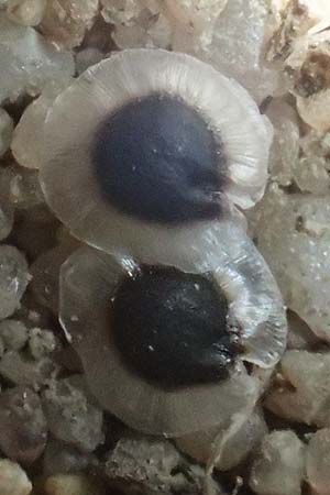 Spergula pentandra \ F�nfm�nniger Sp�rgel / Five-Stamen Spurrey, D Wagh&auml;usel-Wiesental 15.4.2020