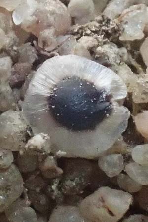 Spergula pentandra \ F�nfm�nniger Sp�rgel / Five-Stamen Spurrey, D Wagh&auml;usel-Wiesental 15.4.2020