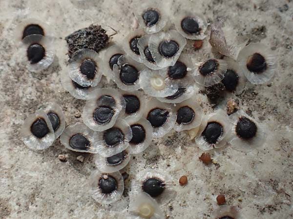 Spergula pentandra \ F�nfm�nniger Sp�rgel / Five-Stamen Spurrey, D Wagh&auml;usel-Wiesental 15.4.2020