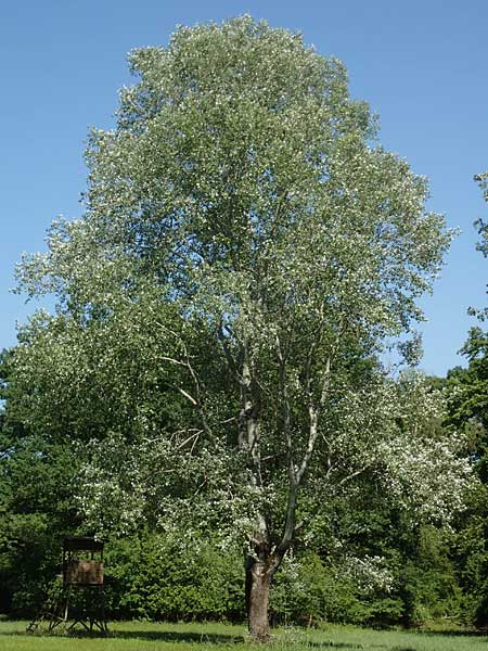 Populus alba \ Silber-Pappel / White Poplar, D Kollerinsel 6.5.2020