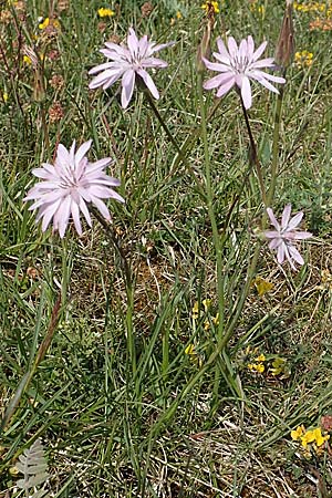 Scorzonera purpurea \ Purpur-Schwarzwurzel / Purple Viper's Grass, D Neuleiningen 14.5.2020