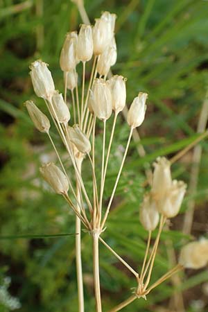 Holosteum umbellatum \ Spurre / Jagged Chickweed, D Neuleiningen 25.5.2020