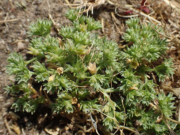 Scleranthus polycarpos \ Triften-Kn�uelkraut / German Knotweed, D Hockenheim 3.6.2020