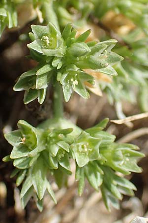 Scleranthus polycarpos \ Triften-Kn�uelkraut / German Knotweed, D Hockenheim 3.6.2020