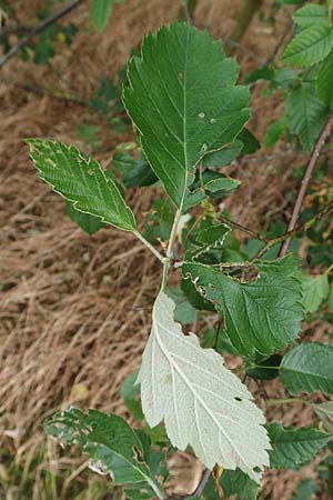 Sorbus x pinnatifida \ Bastard-Eberesche / Hybrid Whitebeam, D Duisburg 10.6.2020