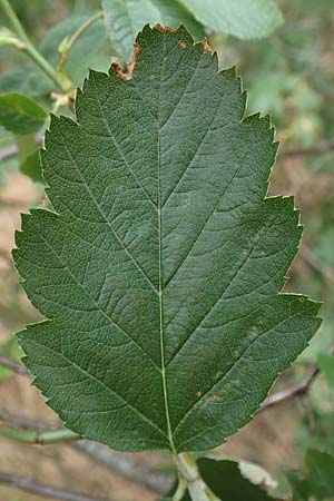 Sorbus x pinnatifida \ Bastard-Eberesche / Hybrid Whitebeam, D Duisburg 10.6.2020