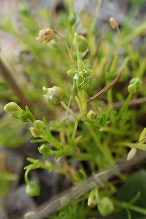 Sagina micropetala \ Aufrechtes Mastkraut / Fringed Pearlwort, D Hunsr&uuml;ck, B&ouml;rfink 18.7.2020
