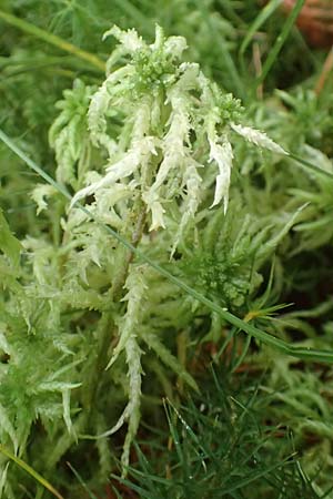 Sphagnum palustre \ Sumpf-Torfmoos / Prairie Sphagnum, D Heiliges Meer (Kreis Steinfurt) 10.9.2020