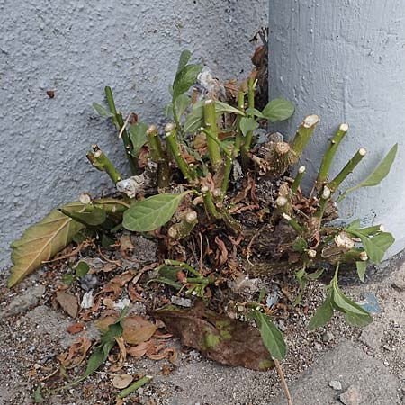 Solanum pseudocapsicum \ Korallen-B&auml;umchen, Korallen-Kirsche / Jerusalem Cherry, Winter Cherry, D Mutterstadt 11.10.2020