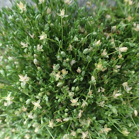 Sagina procumbens \ Niederliegendes Mastkraut / Procumbent Pearlwort, D Mannheim 15.5.2021