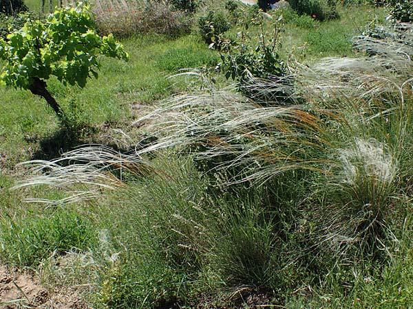 Stipa pulcherrima subsp. palatina \ Pf&auml;lzer Federgras / Palatinate Feather-Grass, D Leistadt 13.6.2021
