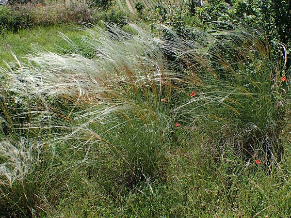 Stipa pulcherrima subsp. palatina \ Pf&auml;lzer Federgras / Palatinate Feather-Grass, D Leistadt 13.6.2021