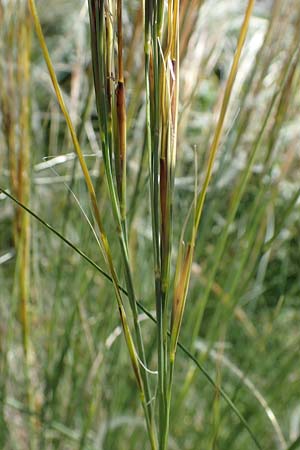 Stipa pulcherrima subsp. palatina \ Pf&auml;lzer Federgras / Palatinate Feather-Grass, D Leistadt 13.6.2021
