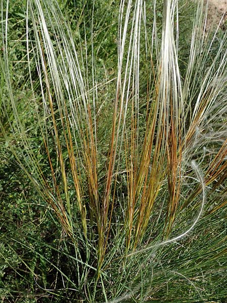 Stipa pulcherrima subsp. palatina \ Pf&auml;lzer Federgras / Palatinate Feather-Grass, D Leistadt 13.6.2021