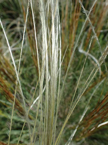 Stipa pulcherrima subsp. palatina \ Pf&auml;lzer Federgras / Palatinate Feather-Grass, D Leistadt 13.6.2021