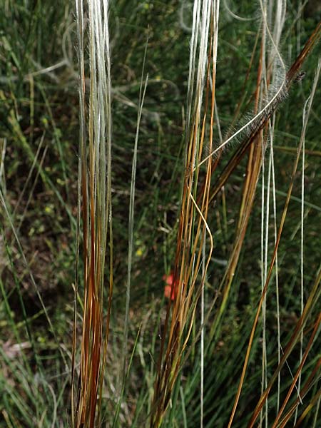 Stipa pulcherrima subsp. palatina \ Pf&auml;lzer Federgras / Palatinate Feather-Grass, D Leistadt 13.6.2021