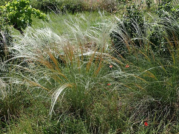 Stipa pulcherrima subsp. palatina \ Pf&auml;lzer Federgras / Palatinate Feather-Grass, D Leistadt 13.6.2021