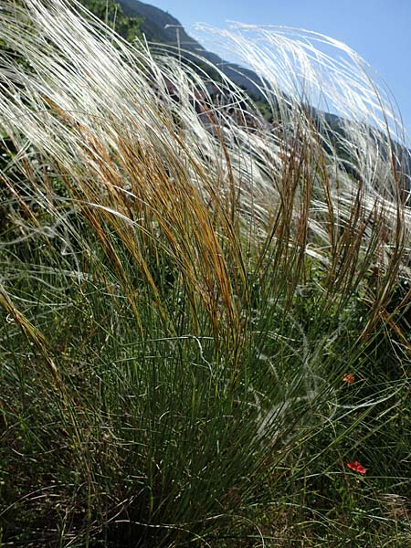 Stipa pulcherrima subsp. palatina \ Pf&auml;lzer Federgras / Palatinate Feather-Grass, D Leistadt 13.6.2021