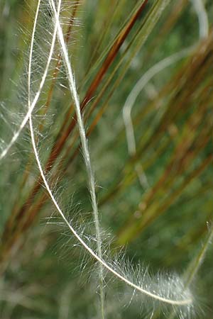 Stipa pulcherrima subsp. palatina \ Pf&auml;lzer Federgras / Palatinate Feather-Grass, D Leistadt 13.6.2021