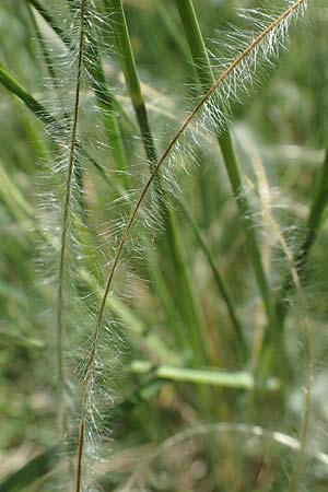Stipa pulcherrima subsp. palatina \ Pf&auml;lzer Federgras / Palatinate Feather-Grass, D Leistadt 13.6.2021