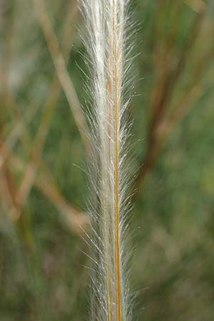 Stipa pulcherrima subsp. palatina \ Pf&auml;lzer Federgras / Palatinate Feather-Grass, D Leistadt 13.6.2021