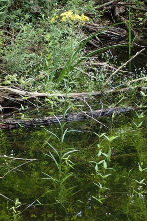 Senecio paludosus \ Sumpf-Greiskraut / Fen Ragwort, D Gro&szlig;-Gerau 8.7.2021