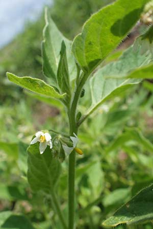 Solanum nitidibaccatum \ Argentinischer Nachtschatten, Glanzfr�chtiger Nachtschatten / Ground-Cherry Nightshade, Hairy Nightshade, D Weisenheim am Sand 26.8.2021