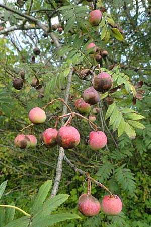 Sorbus domestica \ Speierling / Service Tree, D Herxheim am Berg 1.9.2021