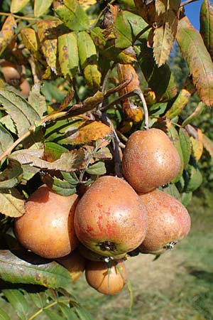 Sorbus domestica \ Speierling / Service Tree, D Edenkoben 22.10.2021