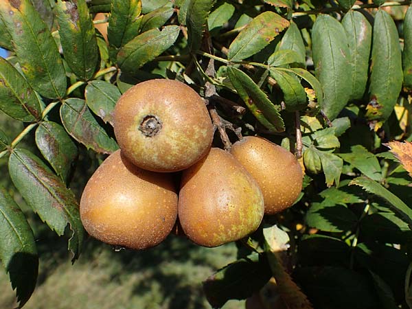Sorbus domestica \ Speierling / Service Tree, D Edenkoben 22.10.2021