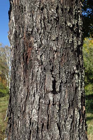 Sorbus domestica \ Speierling / Service Tree, D Edenkoben 22.10.2021