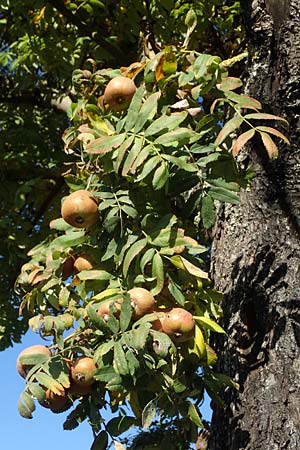 Sorbus domestica \ Speierling / Service Tree, D Edenkoben 22.10.2021