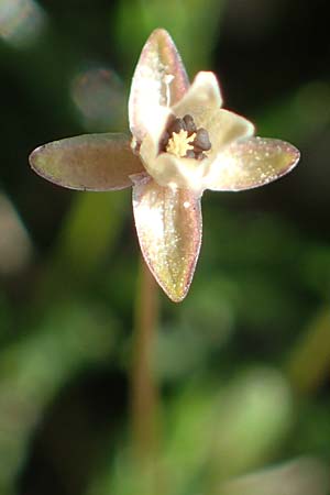 Sagina procumbens \ Niederliegendes Mastkraut / Procumbent Pearlwort, D Mannheim 18.4.2022