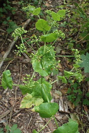 Smyrnium perfoliatum \ Durchwachsene Gelbdolde / Perfoliate Alexanders, D Germersheim 27.5.2022