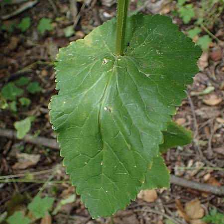 Smyrnium perfoliatum \ Durchwachsene Gelbdolde / Perfoliate Alexanders, D Germersheim 27.5.2022